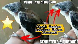 Download lagu Cara Memilih Cendet lolohan Yang Bagus| dan Ciri2 Cendet Asli Situbondo mp3