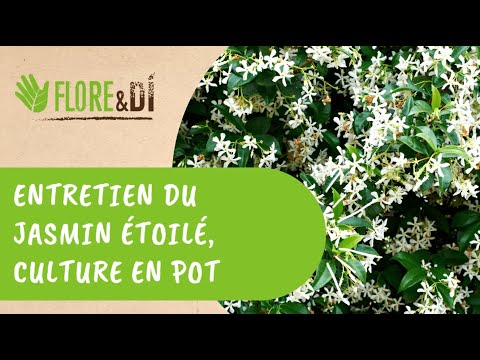 Comment planter et entretenir mon jasmin grimpant ?