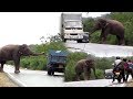Big Wild Elephant Waiting For Food