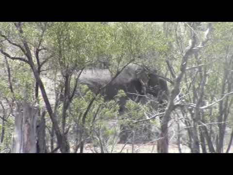 More and more elephant bulls moving in to the water hole
