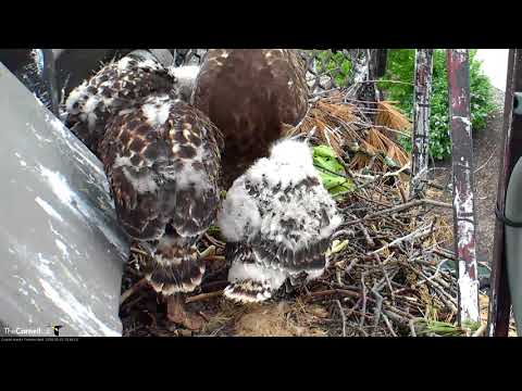 Arthur Swoops in With a Frog, BR Follows and Feeds Chicks – May 22, 2018