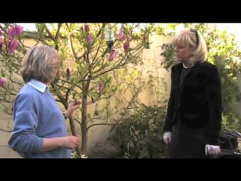 マグノリア「スーザン」 植物