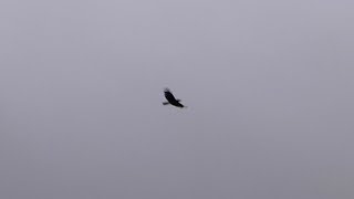 Mac DeMarco – Home