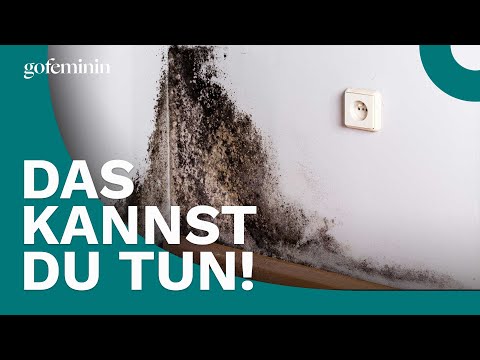 Schwarzer Schimmel: Das kannst du dagegen tun