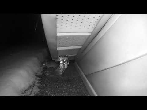 It Wasn't Raccoons that Infested this Home in Marlboro, NJ