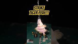 Download lagu 'Strike Ikan Lucu! Tiger Fish Tarikannya Bikin Senyum 🎣🐟” #fishing #mancingmania #fish #mancing mp3