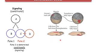 Mecanismos Celulares del Desarrollo 2: Mecanismos de especificación