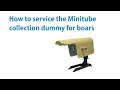 How to service the collection dummy for boars