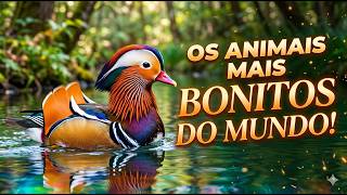 Natureza Espetacular: Uma Jornada Pelos Animais Mais Bonitos do Mundo