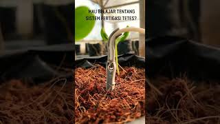 Download lagu MELON HIDROPHONIK #1 - MAU TAU TENTANG FERTIGASI TETES ? mp3 Download lagu MELON HIDROPHONIK #1 - MAU TAU TENTANG FERTIGASI TETES ? mp3