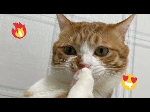 Cats in Their Silliest Moments �� | Animals | Funny cat #Specail2