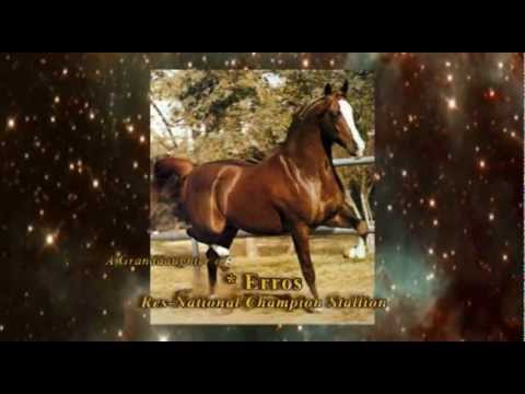 Gazal Al Shaqab daughter - Emerah-El-Gazal