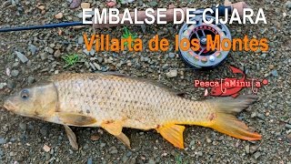 Embalse del Cíjara, Villarta de los Montes - Carpa común