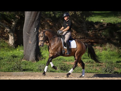 **SOLD** Striking dark buckskin Lusitano Stallion with TOP mind (REF#402)