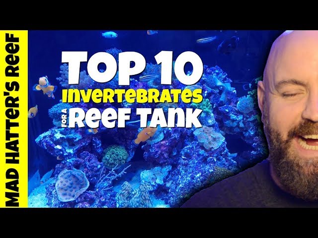 Top 10 Invertebrates for a Reef Tank