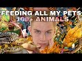 FEEDING ALL MY PETS IN ONE VIDEO (100+ ANIMALS) [UNBELIEVABLE]