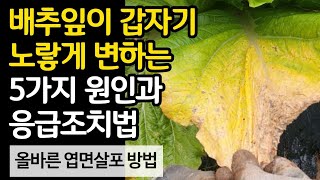 배추잎이 갑자기 노랗게 변하는 5가지 원인과 응급조치법. 올바른 엽면살포방법도 확인하시고 서둘러 해결하세요