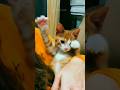 funny cats 😂 episode 247 #shorts