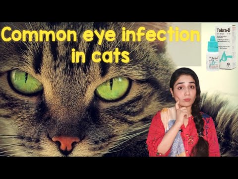 How i Treat a Kitten or Cat Eye Infection at Home / Persian cat eyes problem /Dr.Hira Saeed