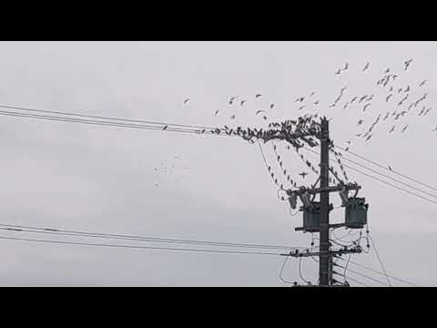 春に鳥を助けるにはどうすればよいですか？私たちの有益なアドバイス!  庭園