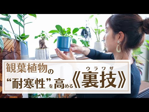 植物が凍結しているかどうかはどうやってわかりますか?いつ彼女を救おうとしますか？  庭園