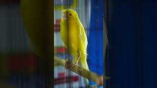 Download lagu  male canary riwik 3700 to your station #canarijogja mp3