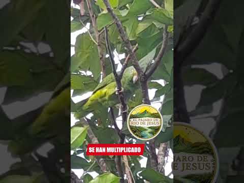 elpajaro #riodejesus #veraguas #Panamá #loro