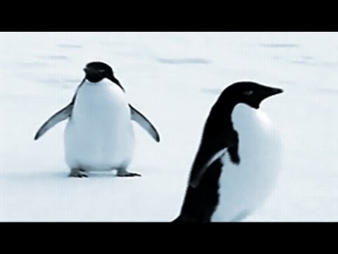 Music by CUSCO ♪ Penguin Dance ♪ ペンギンダンス