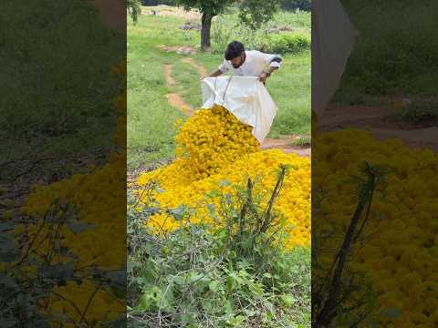 😑No caption 😔🥹 #farming #farmer #farmlife #trending #farm #viral #entertainment