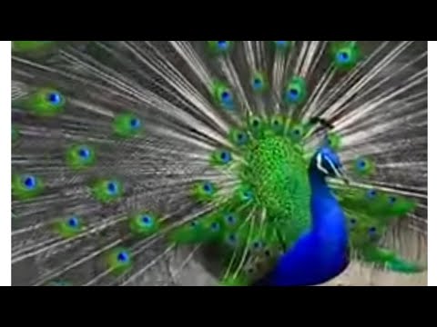 peacock video #viral video
