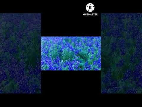 falora 14707 mp4 you tube