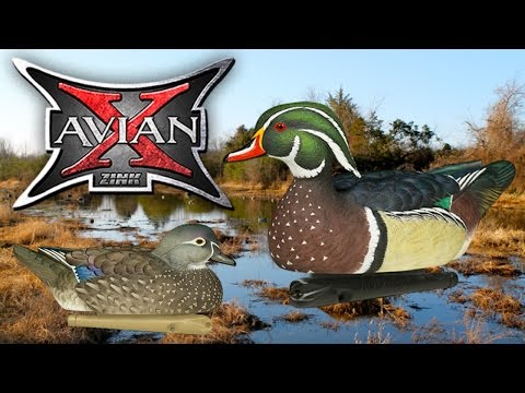 Avian X Wood Duck Decoys : Review Series #2