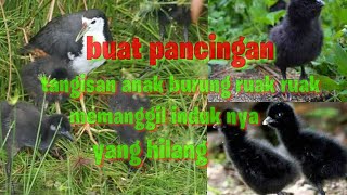 Download lagu suara anakan ruak ruak memanggil indukan dan saudara kandung nya #KP56 mp3 Download lagu suara anakan ruak ruak memanggil indukan dan saudara kandung nya #KP56 mp3