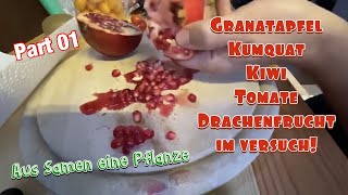 Kerne zum keimen bekommen aus Früchten!Tomaten,Kumquat,Drachenfrucht,Kiwi,Granatapfel und Pfirsich