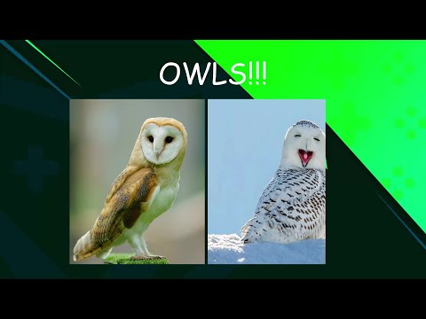 THE BIGGEST WEEK IN OWL HISTORY?!?!!?? | OTW #7