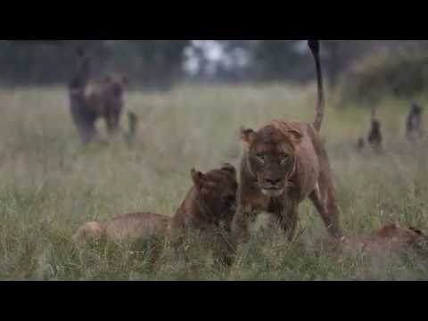Tintswalo Safari Lodge - Welcome