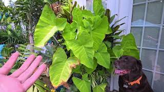 Xanthosoma Lime Zinger Elephant Ear Care