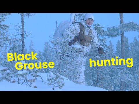 Black Grouse hunting winter - (Toppjakt) - short video