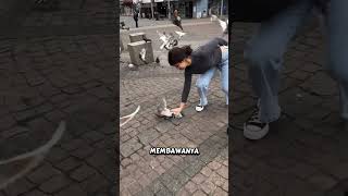 Download lagu Helping pigeons #shorts mp3