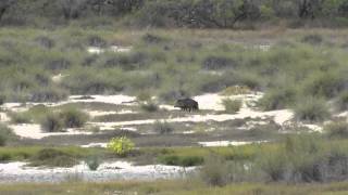 preview picture of video 'Javelinas (one piglet) next to highway 77 North of Lyford Texas 2012-11-23'