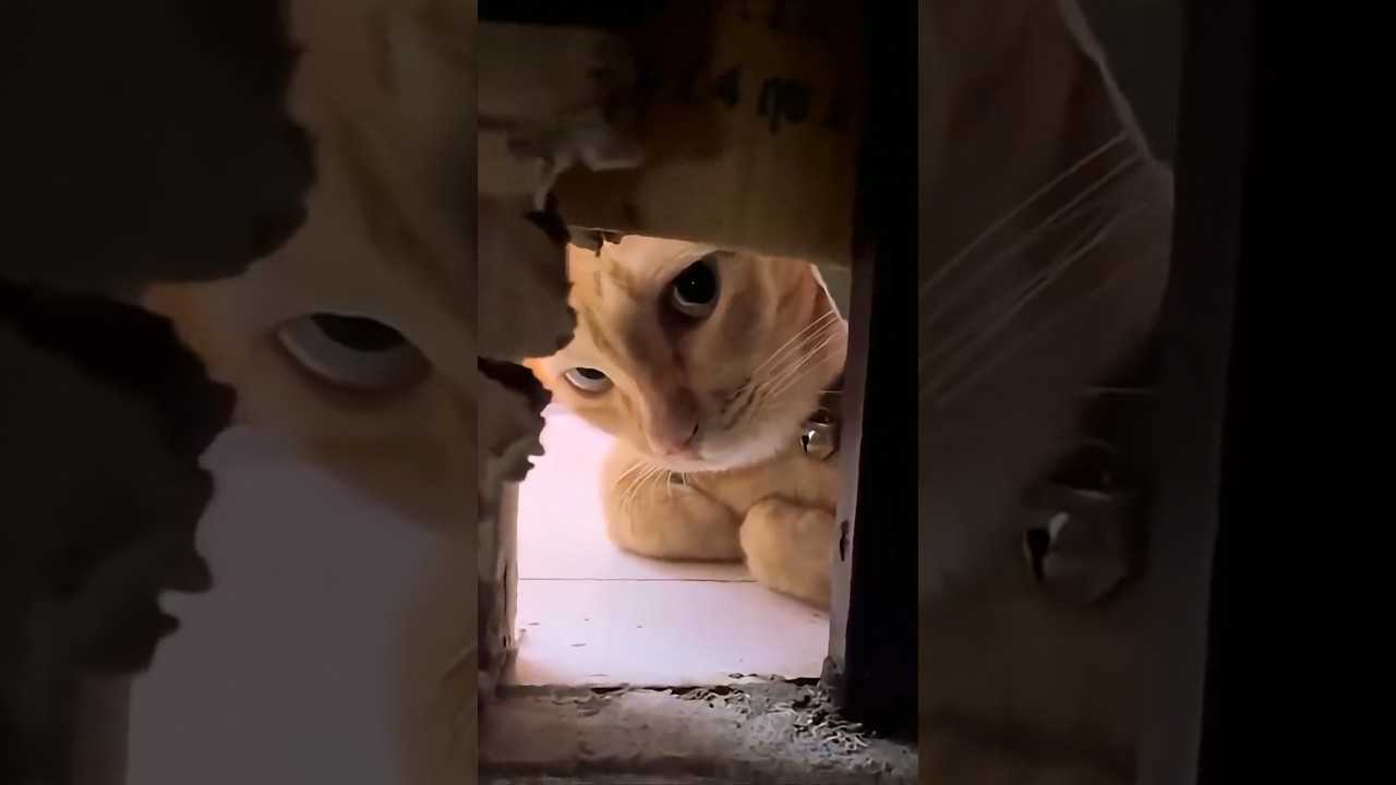 😹 Cats Doing Cats Things 😹 #shorts #funnycat #fyp