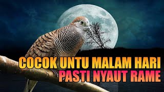 Download lagu Suara PERKUTUT lokal GACOR enak SANTAI untuk pancingan MALAM HARI langsung nyaut mp3