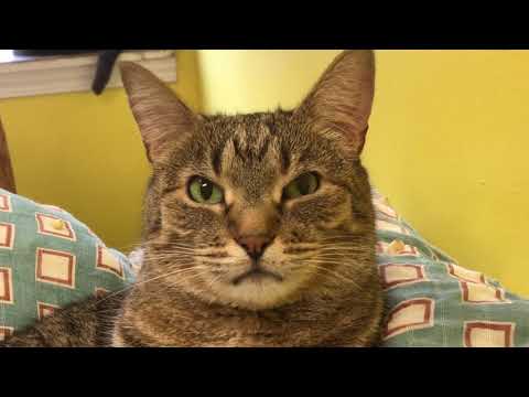 Joy, an adopted Domestic Short Hair & Tabby Mix in Arlington Heights, IL_image-1