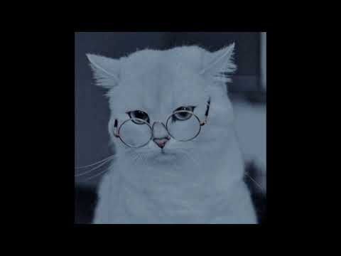 Cute Cat videos Compilation part 22