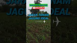 Download lagu JARAK TANAM JAGUNG YANG IDEAL (PALING BAGUS) 1 Ha DAPAT 16 TON #shorts #shortstrending #shortsviral mp3
