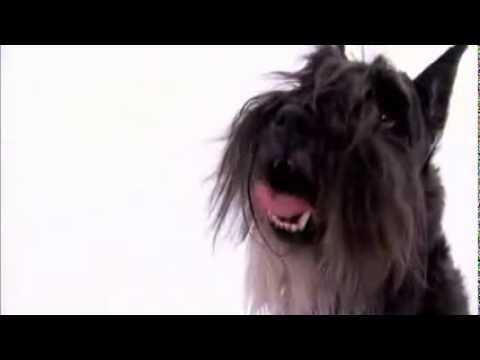 dogs 101 - miniature schnauzer