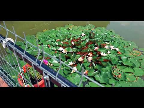 Cabana Străuț, Bulzeștii de Sus, Hunedoara