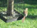 Friends of Ours II - "Learning to Fly"