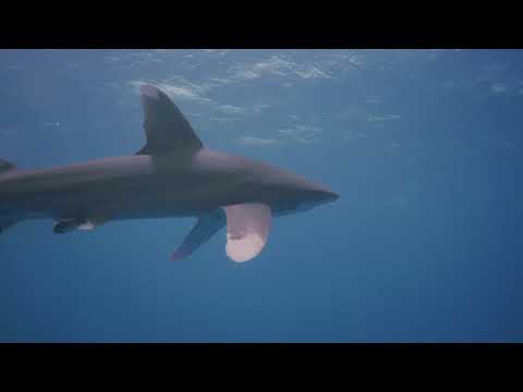 Sharks Diving Egypt Red Sea 2019