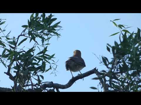 Rufous Hornero, Furnarius rufus, Avia Terai, Chaco, Argentina, 9 Febr 2026 (6)